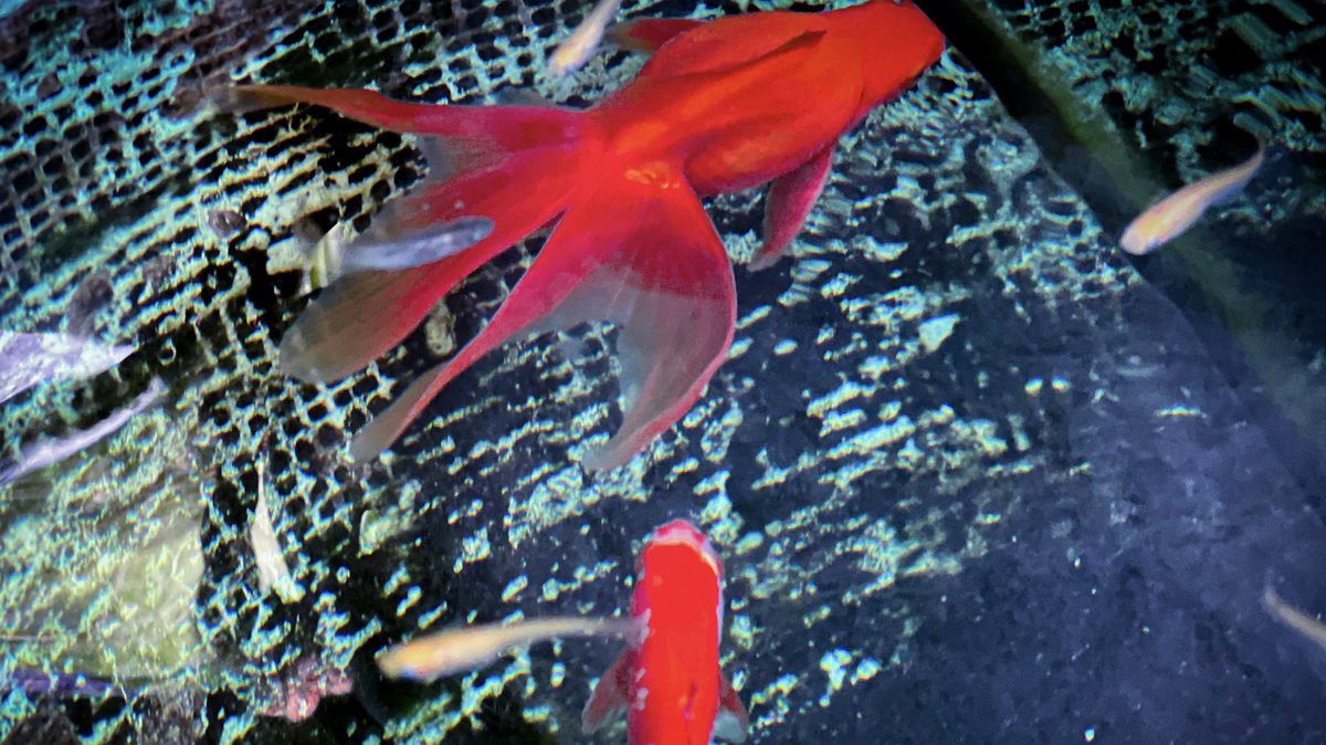 AcchinBu's tweet photo. 金魚 https://t.co/taIHxE83r2