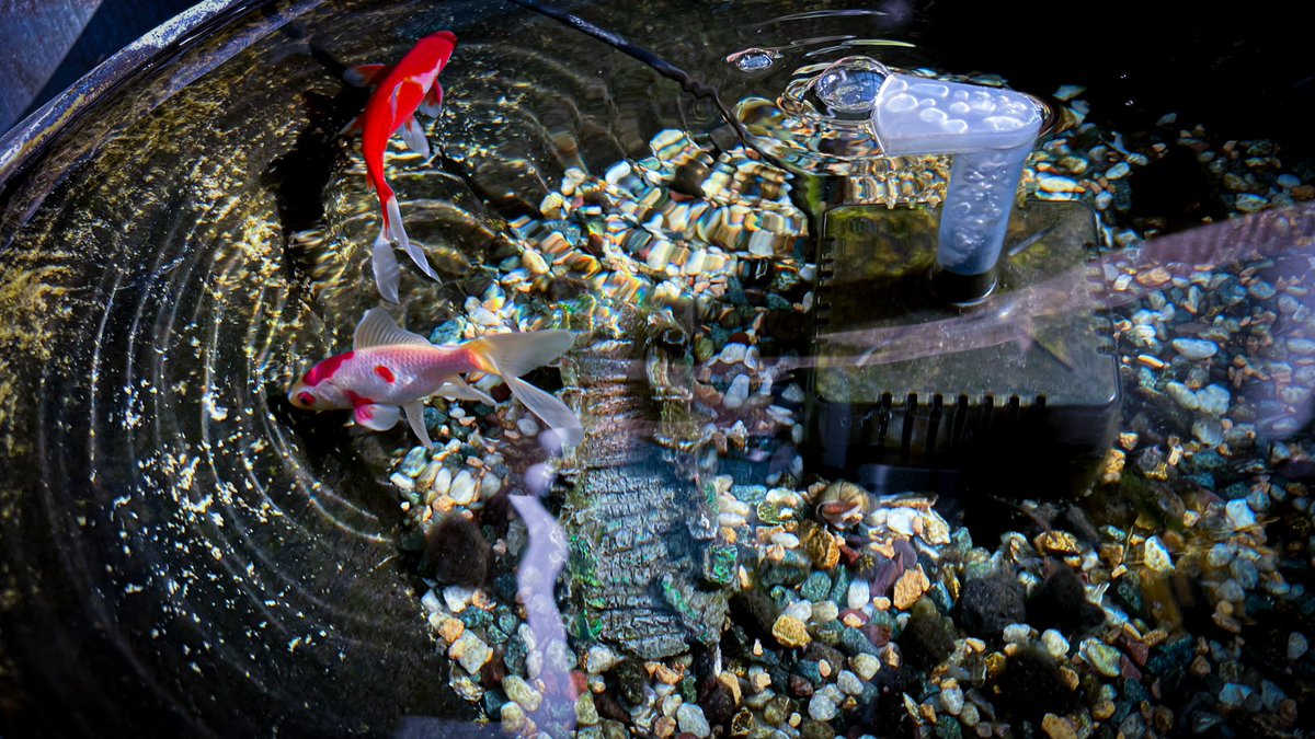 AcchinBu's tweet photo. 金魚 https://t.co/taIHxE83r2