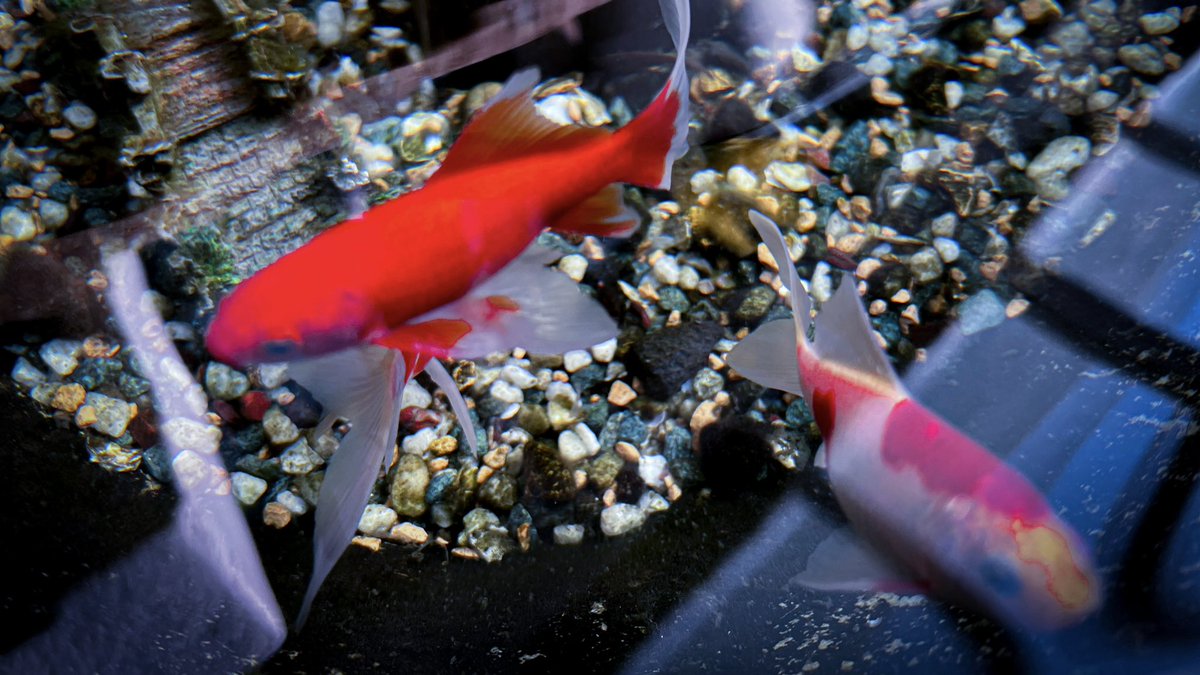 AcchinBu's tweet photo. 金魚 https://t.co/taIHxE83r2