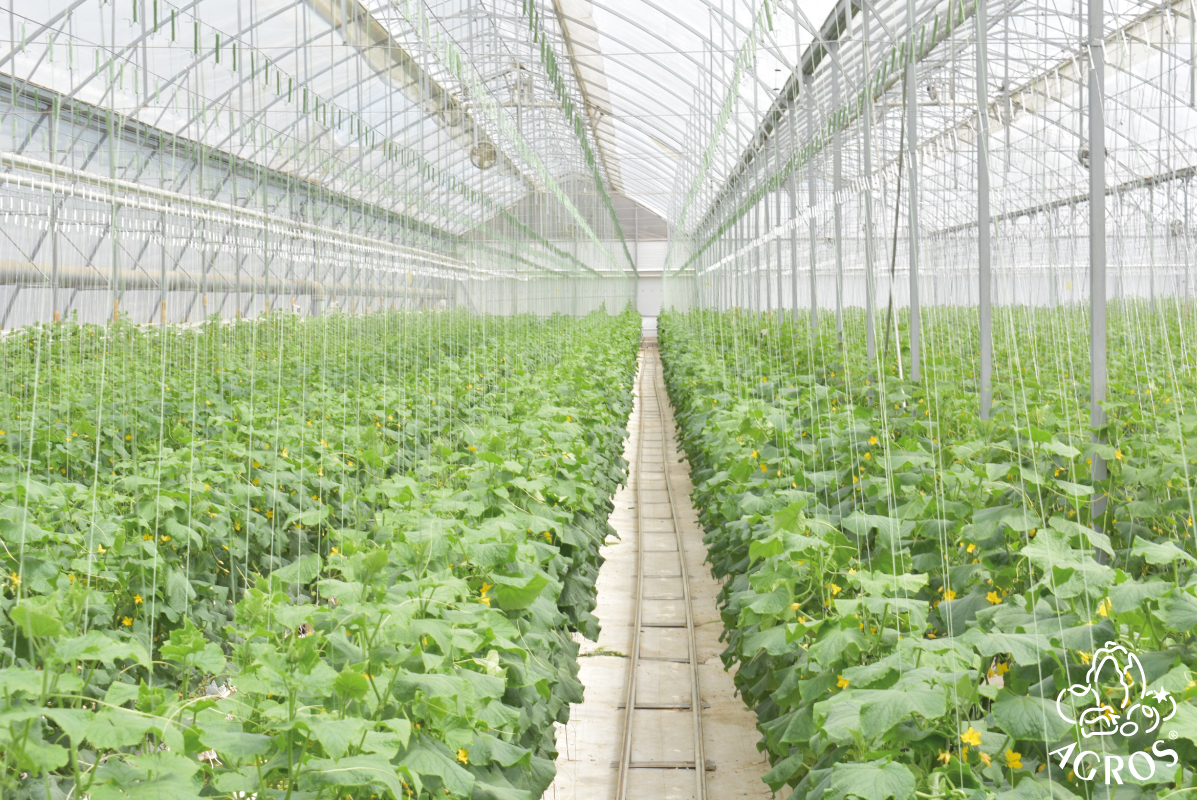 AgrosProduce's tweet photo. Hortalizas hidropónicas certificadas de alta calidad. Agros siempre busca ofrecerte los mejores productos, por eso tenemos métricas de calidad y lo demostramos con nuestras certificaciones. ✔

Conoce más sobre nuestra empresa en nuestra página web: 🌐 https://t.co/tuQMQTbOT4 https://t.co/0kns81XddV