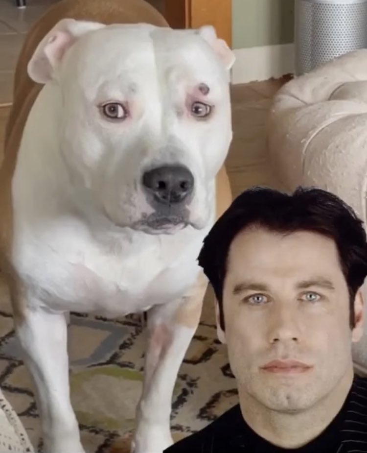 DiloConPerritos's tweet photo. Mi psicóloga: No existe Dog Travolta.

Dog Travolta viéndome: https://t.co/tiOZZu6MKC