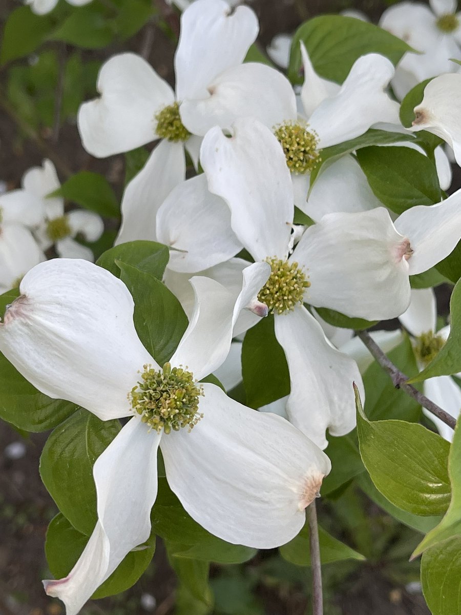 AndrzejUejciec's tweet photo. #cornusflorida #derenkwiecisty https://t.co/Rcfca6zd03