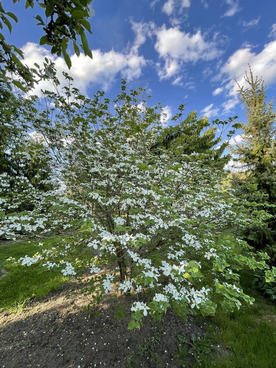 AndrzejUejciec's tweet photo. #cornusflorida #derenkwiecisty https://t.co/Rcfca6zd03