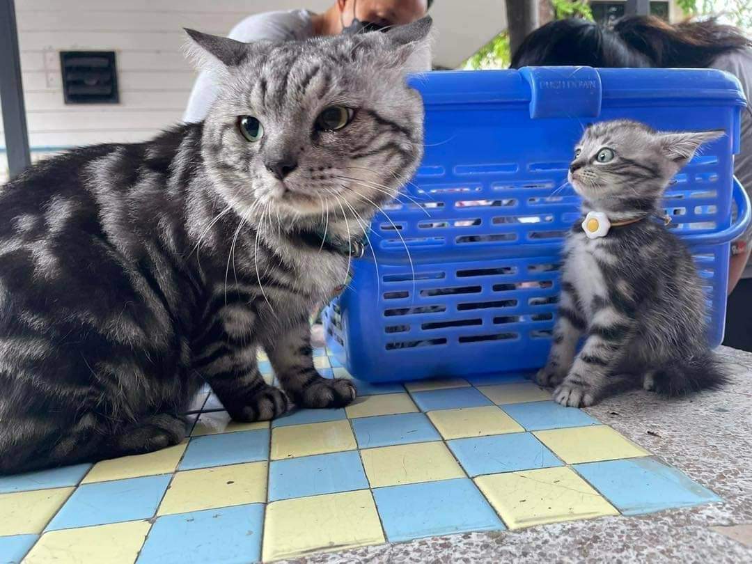 gatitos_qctd's tweet photo. Si no me muevo no me ven https://t.co/0rIWybZIjB