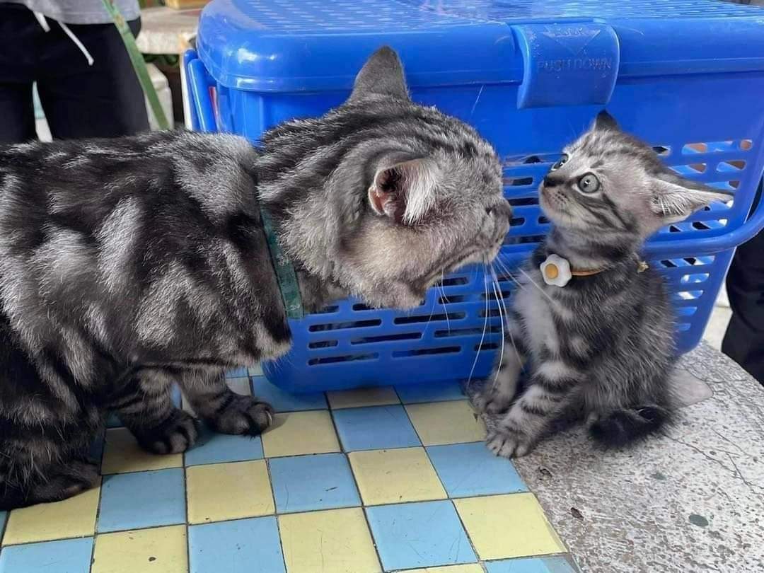 gatitos_qctd's tweet photo. Si no me muevo no me ven https://t.co/0rIWybZIjB