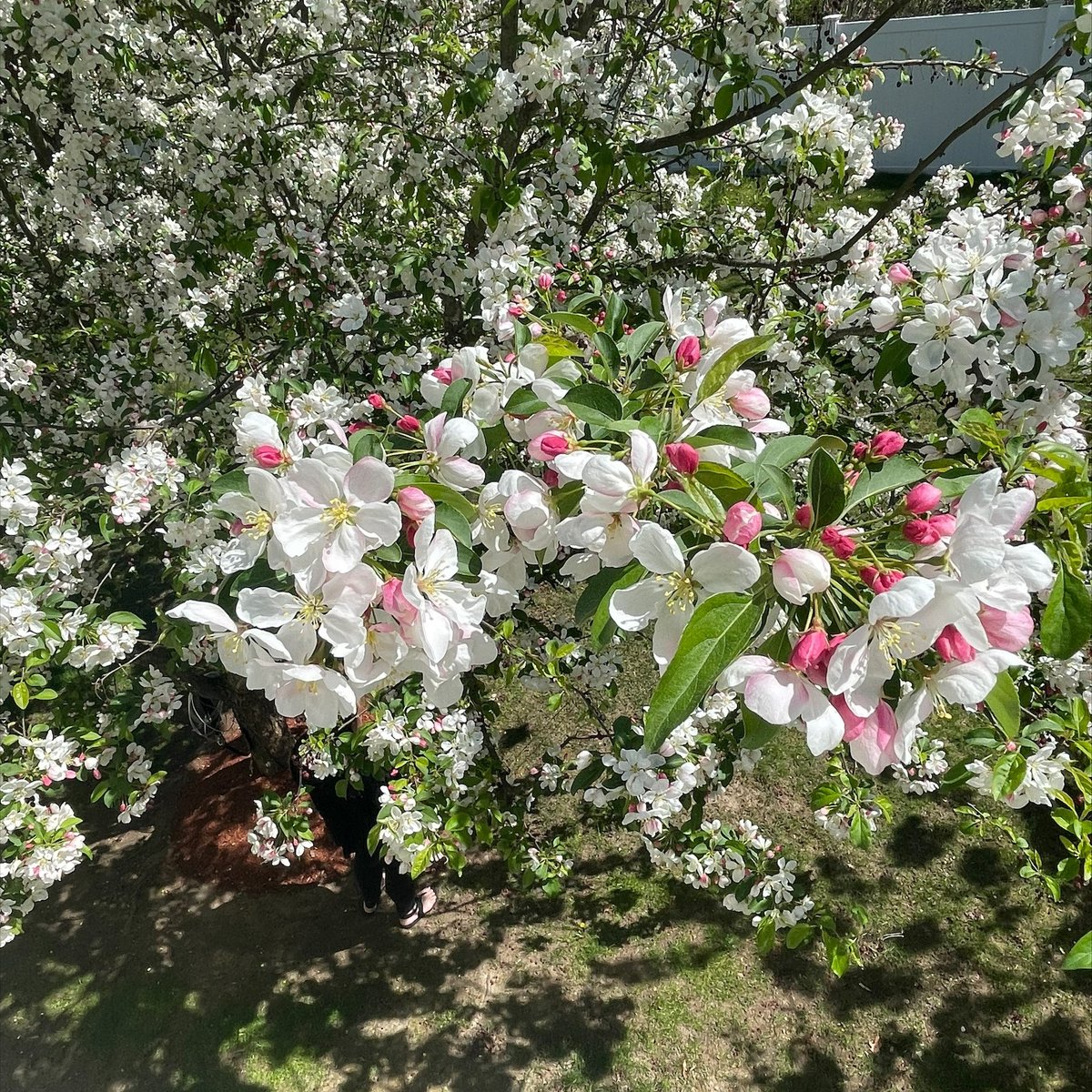 Spring is definitely here! 🌸 Our Marketing team has a picture-perfect view of this blossoming tree today at our Salem office. We hope you take a break from your spring cleaning and enjoy the warm weather this week! #buildblackdog #springclean #salemnh #remodeling #renovation
