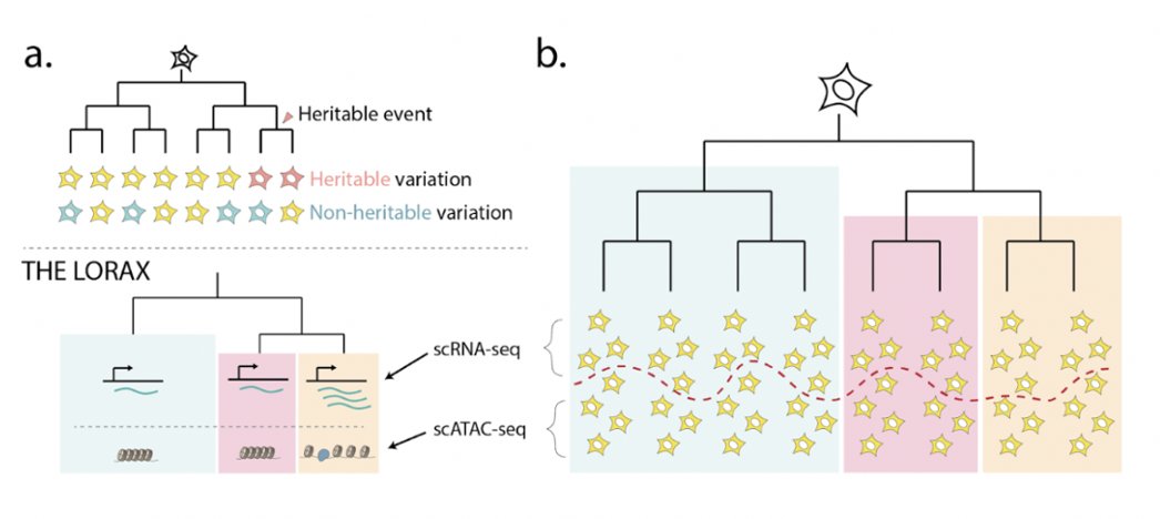 I am delighted to share THE LORAX, a method which combines cell lineage trees (get it? 😉), scRNA-seq, &amp; scATAC-seq to explore the underpinnings of clonal cell heterogeneity! (1/12)
biorxiv.org/content/10.110…