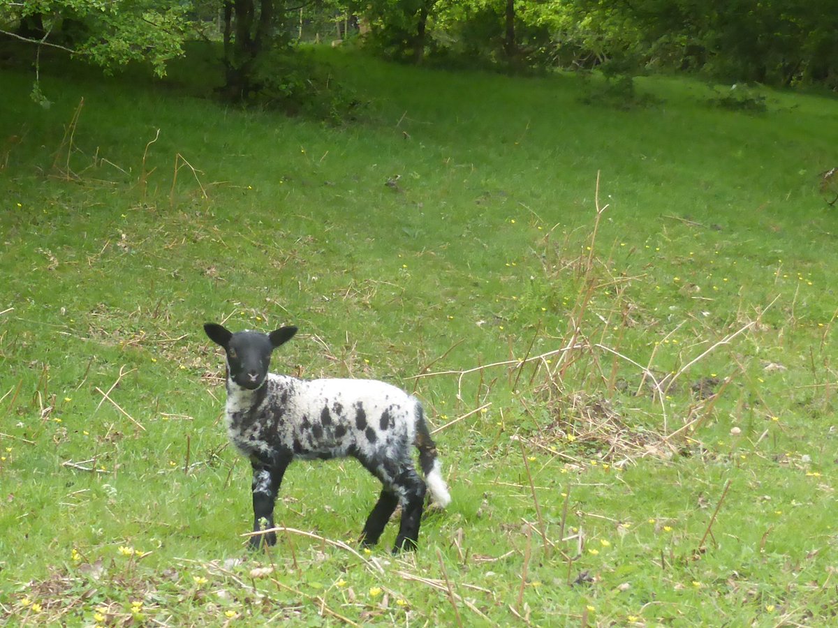 M.E. Awareness
#MEAwarenessDay 
#MEAwarenessDay2022 
Thinking of all those suffering from what is often termed #ME or #CFS 
Follow us at #MECFS <a href="/ME_CFS/">M.E. Chronic Fatigue #MECFS</a> 
Myalgic Encephalomyelitis 
Chronic Fatigue Syndrome