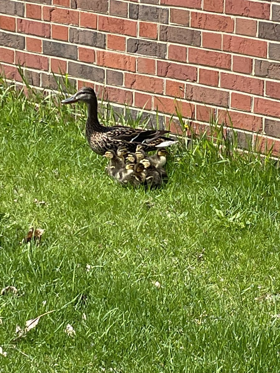 DrJEdPsych's tweet photo. Operation Quacks was a success! Reunited outside of the enclosure! Job well done by library staff. https://t.co/6hSfpHAPMp