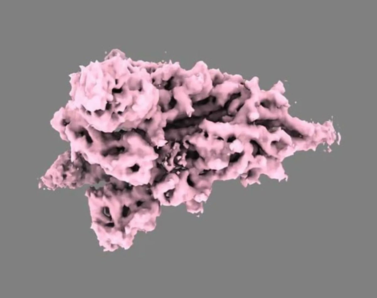 eLife's tweet image. Is there a difference between Covid-19 antibodies from infection and vaccination?

A huge library of Sars-CoV-2 mutations can help uncover how our antibodies respond and how the virus might escape, explains @MeghanG_PhD in the #eLifePodcast 🎧 elifesciences.org/podcast/episod…