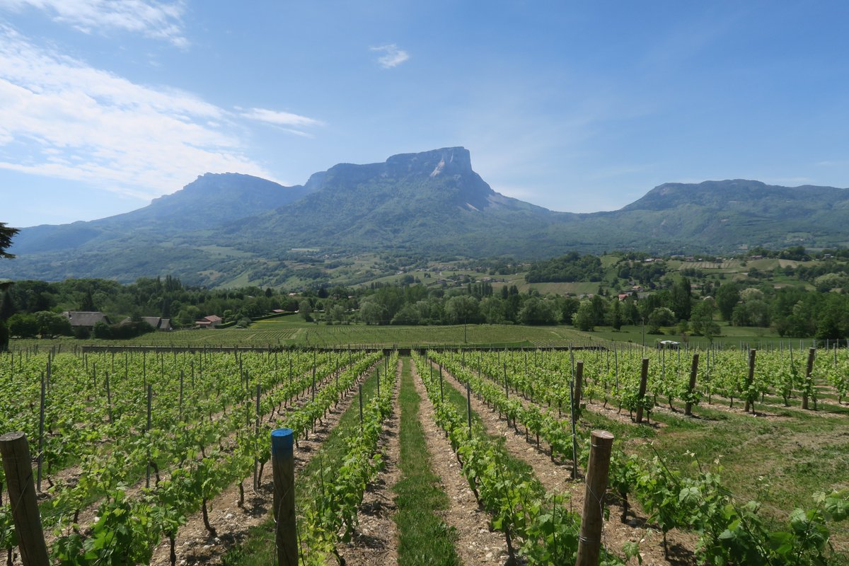 VincentThomazo's tweet photo. #legislatives2022 3ème circonscription de la #Savoie. Aujourd'hui campagne dans les vignes sur le thème de la #viticulture à #PorteDeSavoie ( #Myans et #LesMarches ). En #Savoie la #vigne fait partie de notre patrimoine. @DLFSavoie @DLF_Officiel https://t.co/xoSqWU4z1z