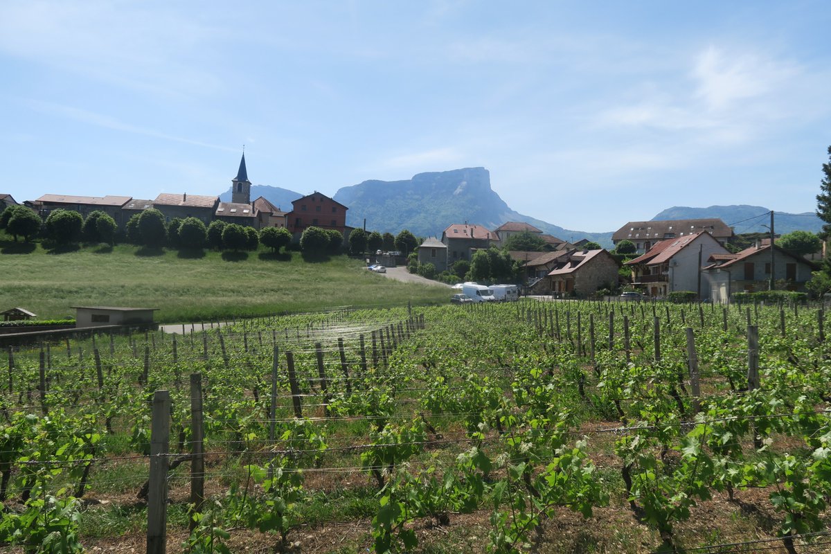 VincentThomazo's tweet photo. #legislatives2022 3ème circonscription de la #Savoie. Aujourd'hui campagne dans les vignes sur le thème de la #viticulture à #PorteDeSavoie ( #Myans et #LesMarches ). En #Savoie la #vigne fait partie de notre patrimoine. @DLFSavoie @DLF_Officiel https://t.co/xoSqWU4z1z
