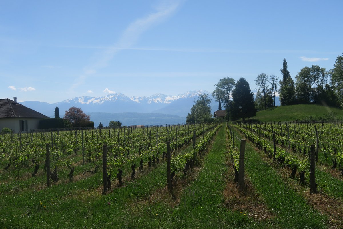 VincentThomazo's tweet photo. #legislatives2022 3ème circonscription de la #Savoie. Aujourd'hui campagne dans les vignes sur le thème de la #viticulture à #PorteDeSavoie ( #Myans et #LesMarches ). En #Savoie la #vigne fait partie de notre patrimoine. @DLFSavoie @DLF_Officiel https://t.co/xoSqWU4z1z