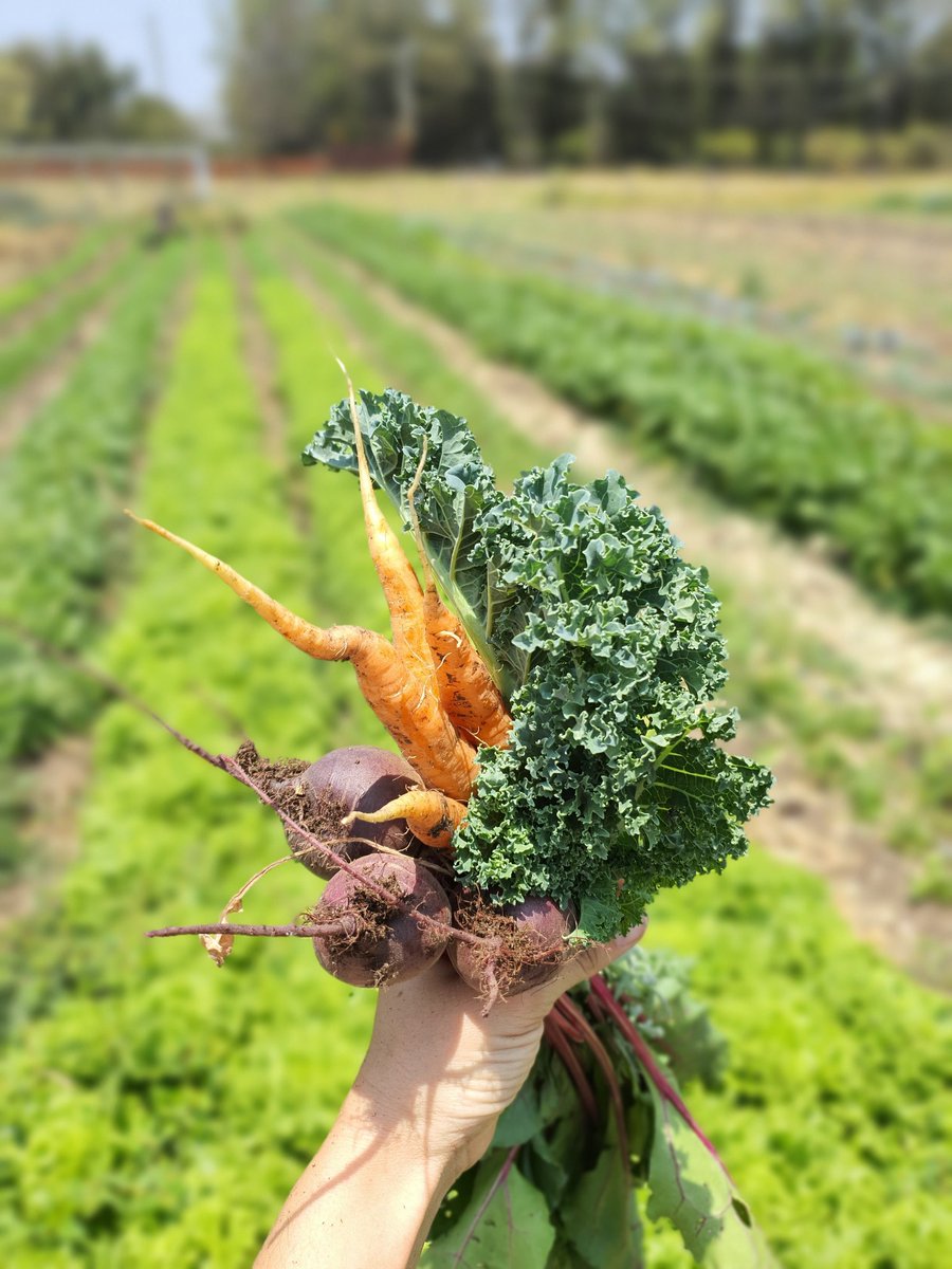 Biohuacal's tweet photo. Rancho agroecológico #Biohuacal cosecha verduras frescas, orgánicas y las lleva hasta la comodidad de tu casa 🌱💚 arma tu huacal personalizado en nuestra tienda en línea https://t.co/E82uyqWVze  #Oaxaca #Orgánico https://t.co/HT8nHMClFP