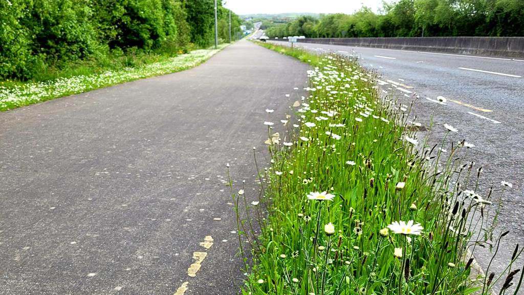 Liam Lysaght (@liamly) on Twitter photo Well done to <a href="/WaterfordCounci/">Waterford City & County Council</a> for leaving the roadside margins uncut. To my eyes this looks wonderful and it will greatly help biodiversity. What's not to love about the oxeye daisy? #BiodiversityCrisis Well done to <a href="/WaterfordCounci/">Waterford City & County Council</a> for leaving the roadside margins uncut. To my eyes this looks wonderful and it will greatly help biodiversity. What's not to love about the oxeye daisy? #BiodiversityCrisis