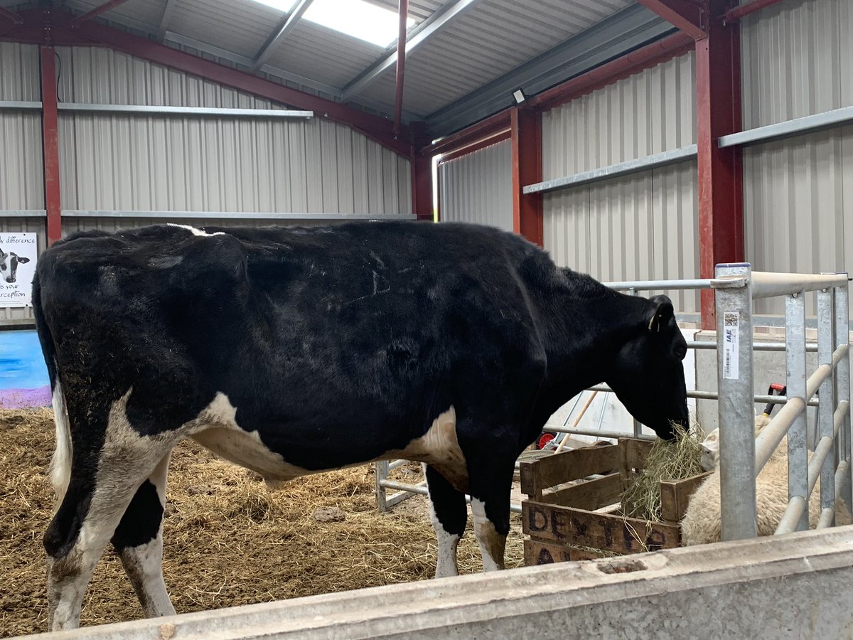 heart_sanctuary's tweet photo. Prince - he’s not just tall, he’s loooooooooong….
he goes on &amp; on &amp; on &amp; on🐮💜 

#SavedFromSlaughter

Follow Nipper &amp; Prince @Prince_Moo_Moz 
.
.
.
.

#SizeMatters
#ItsAMatterOfSize
#vegan
#sanctuaryskye
#animals 
#MyNameIsPrince 
#pictureoftheday #ThichNhatHanh #veganlife https://t.co/B2AVykj51P