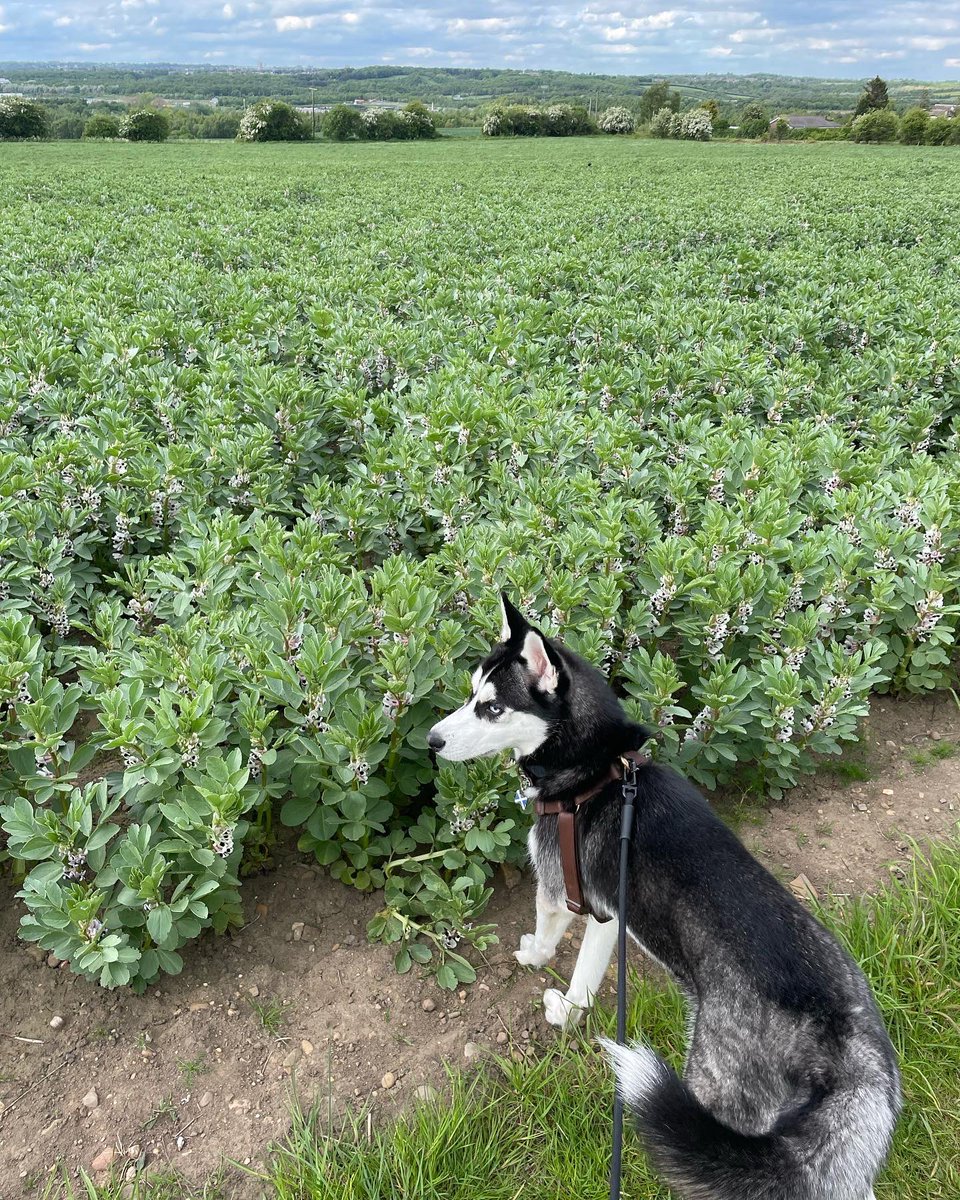 FitnessFergi's tweet photo. Hilarious walk with Hamish heβs learnt to cock his leg π so he thinks itβs a competition now. But does anyone know what this plant is in the field it smells divine!! #smellsdivine #husky #hamish #getyourmushon https://t.co/hQAiGqndve