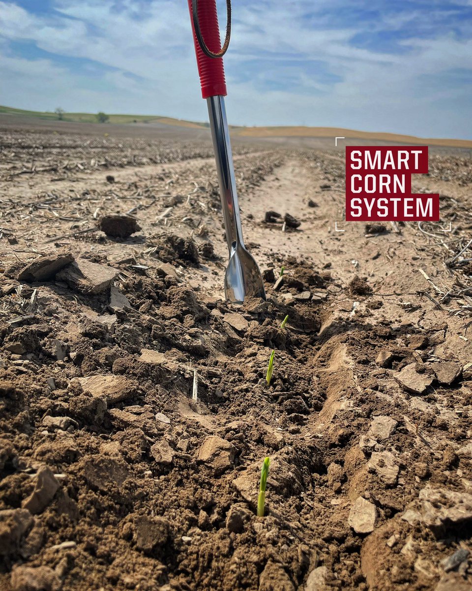 cattleNcrops83's tweet photo. @Bayer4CropsUS Smart Corn planted 4-26-22 is off and running. Can’t wait to watch this progress throughout the growing season. @DKAS_HP https://t.co/dcEFHuTBWt