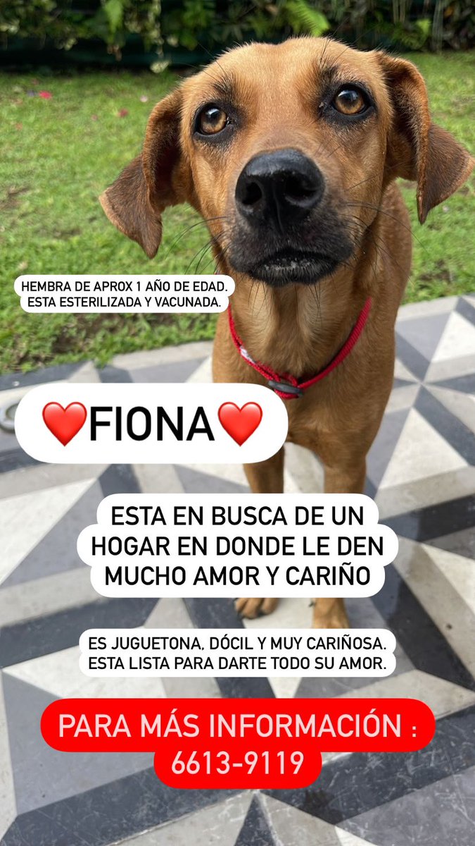 weiebh's tweet photo. Ayúdenme a encontrarle casita a esta belleza!!! @angelesanimales @adoptapanama @fundasis @mascotasalreskt @RescatistasKC3 @RescatAnimalPTY @MascotasPerdPTY @MascotasSF @mascotaspanama @PatasyPies @PatasPanama @ProVidaAnimalP @corazonconhuell https://t.co/dmPkDbTafZ