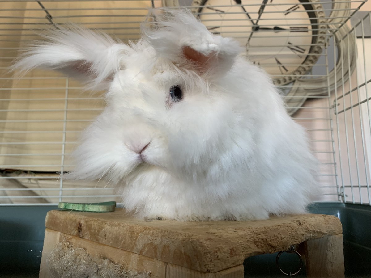 AdoptableBuns's tweet image. Adelina is a young Lionhead/Angora #rabbit mix from #LosAngeles, CA. petfinder.com/petdetail/5024…