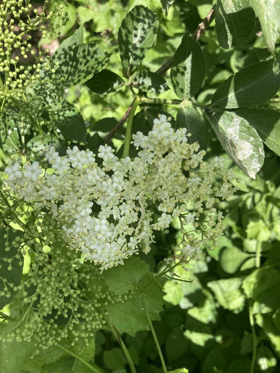 WCWCatford's tweet photo. It’s #MentalHealthAwarenessWeek so we will be posting a #nature picture every day this week. The #elder has just started to #flower. Next week we will #harvest some to make #cordial for the #volunteers #elderflower #connectwithnature #pathwaystonature #senses https://t.co/mb3OaFbXge