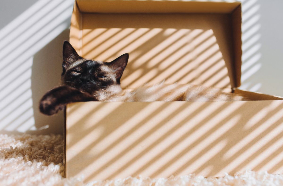 No one has a better bond with that boring, plain cardboard box than your cat does! For cats, boxes have it all - perfect temperature, personal space, and a high level of comfort. Get out a cardboard box for your furry friend this International Box Day! https://t.co/DlsOp6TRt1