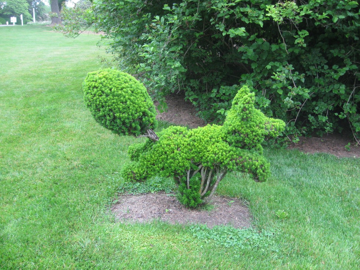 WDCGardener's tweet photo. Garden Tip of the Day: #Topiary is the art of the art or practice of clipping shrubs or trees into ornamental shapes.
#gardendc #gardening #gardentips #gardenhack #gardeningtipsforbeginners #gardeningtips #gardentipoftheday
Happy World Topiary Day!
#WorldTopiaryDay #TopiaryDay https://t.co/pJrWYUVA57