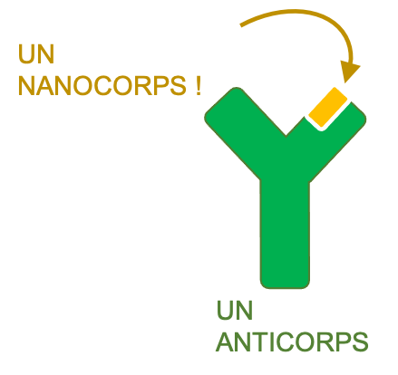 MT180FR's tweet photo. Une fois sûre que mes levures charbonnent bien, je vais chercher LE bon nanocorps: celui qui reconnaît mon virus. Pour le voir facilement, je rends mon virus rouge fluorescent ! Si mon nanocorps l'attrape, la levure qui le produit devient rouge. 
Et 🟢 + 🔴 = 🟡 ou 🟠. https://t.co/vMBRgrr2li