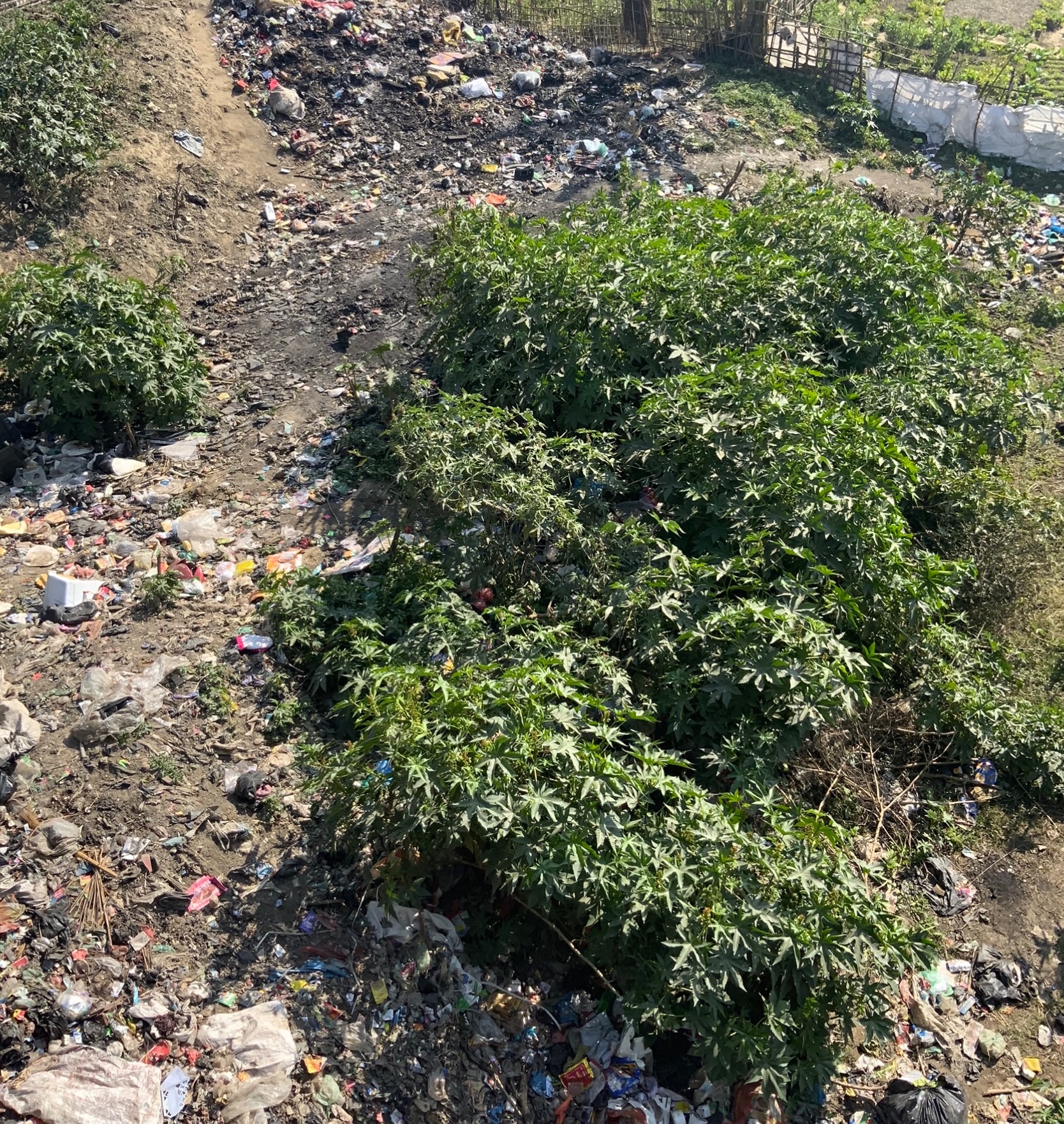 تويتر Aisanazman Marukwamy 愛沙奈まみ على تويتر ゴミできらめく調査地 プラスチックゴミ が目立つが左端真ん中あたりにはプリンターのようなものも廃棄されている ゴミ処理場が無いので川岸や橋の下などにこういうゴミ溜めが勝手に出来て 周囲にゴミ漁りで生計