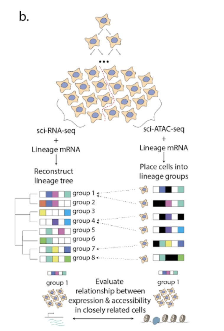 Anna_Minkina's tweet photo. We ALSO note that, since heritable states are shared by closely related cells, we can measure multiple features (e.g. RNA &amp; ATAC) separately in single cells from a clonal population, and tether them retroactively via lineage relationships. (3/12) https://t.co/H22zAufiks