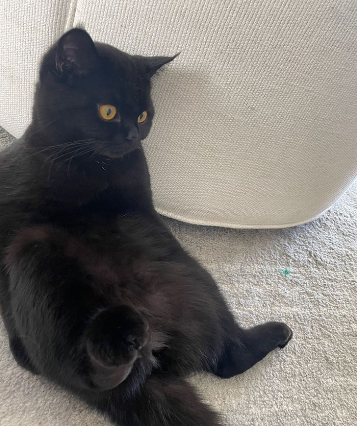 Sykkuno's tweet photo. cat sitting https://t.co/At4rpN6724