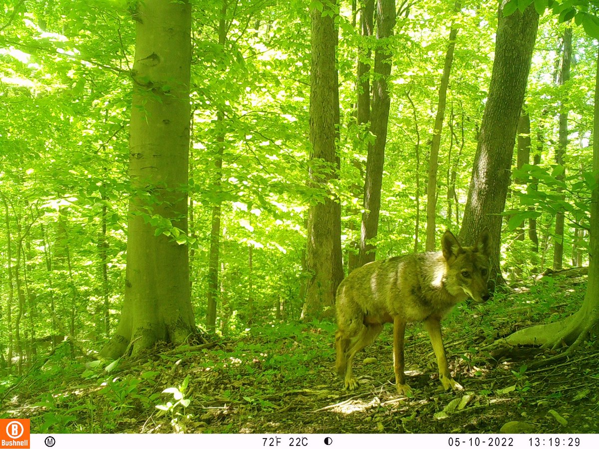 MeLlamoRooster's tweet photo. D.C. coyote bathed in the light of the spring green-up #UrbanWildlife #MammalWatching #DCWild https://t.co/juaxvZHi85