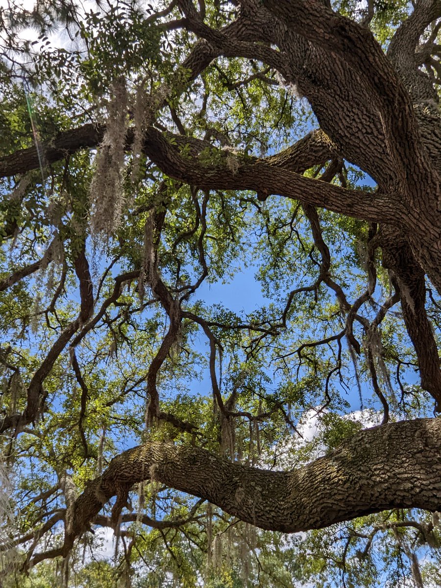 Gknee's tweet photo. Hanging out under the tree while the cadets do their laps on the track. #EducationalInterpreter #ElevenSchoolDaysLeft https://t.co/4HfNdCrwFR