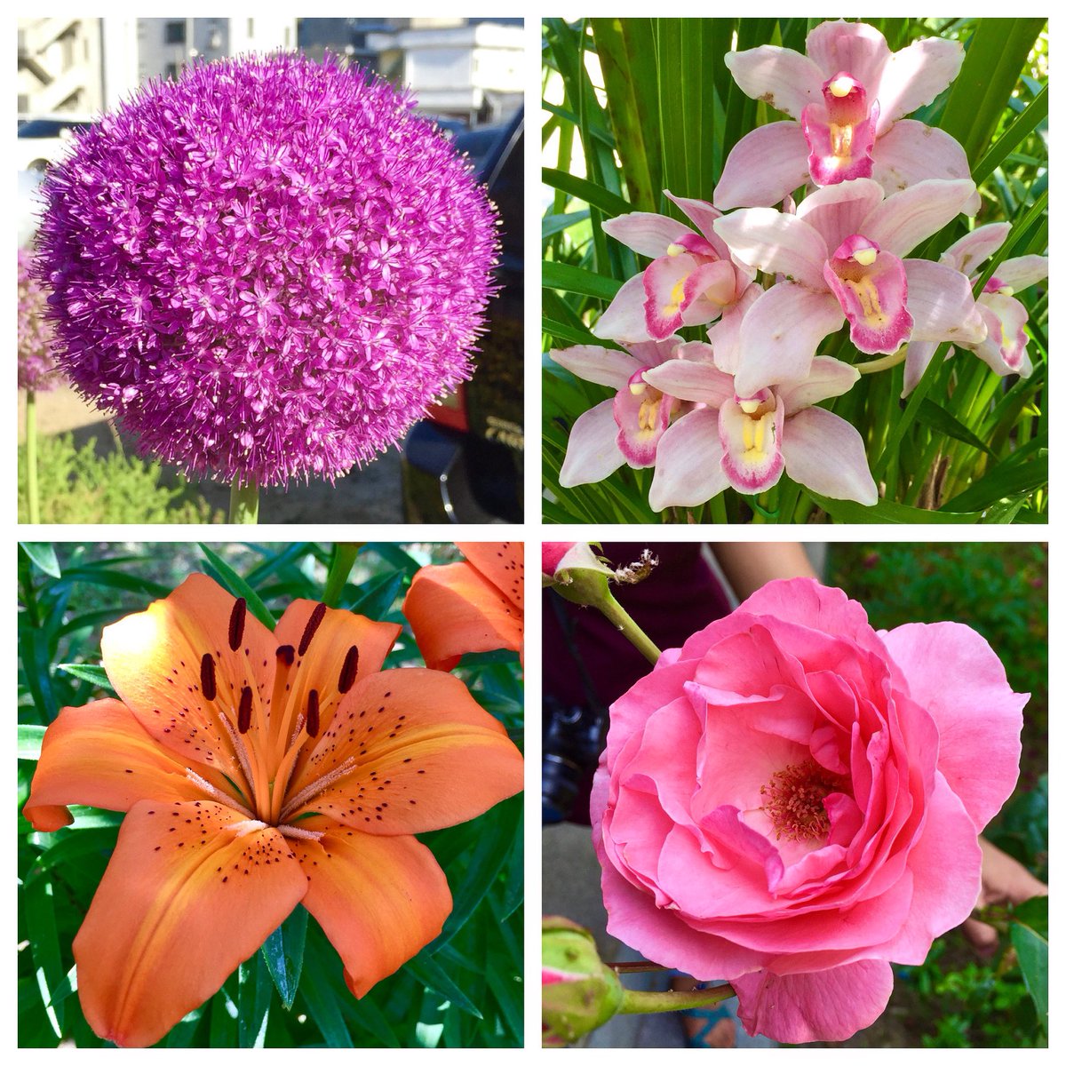 Just a little color and flowers to brighten your feed on this lovely #travelthursday in Suwon Hwaseong (수원 화성)! 🌸🌺🌼
.
.
.
#korea #suwon #springinkorea #spring #flowers #lily #rose #orchid #naturephotography #se0ulsearcher #수원 #수원화성 #봄 #꽃 #꽃스타그램 #사진 #봄사진