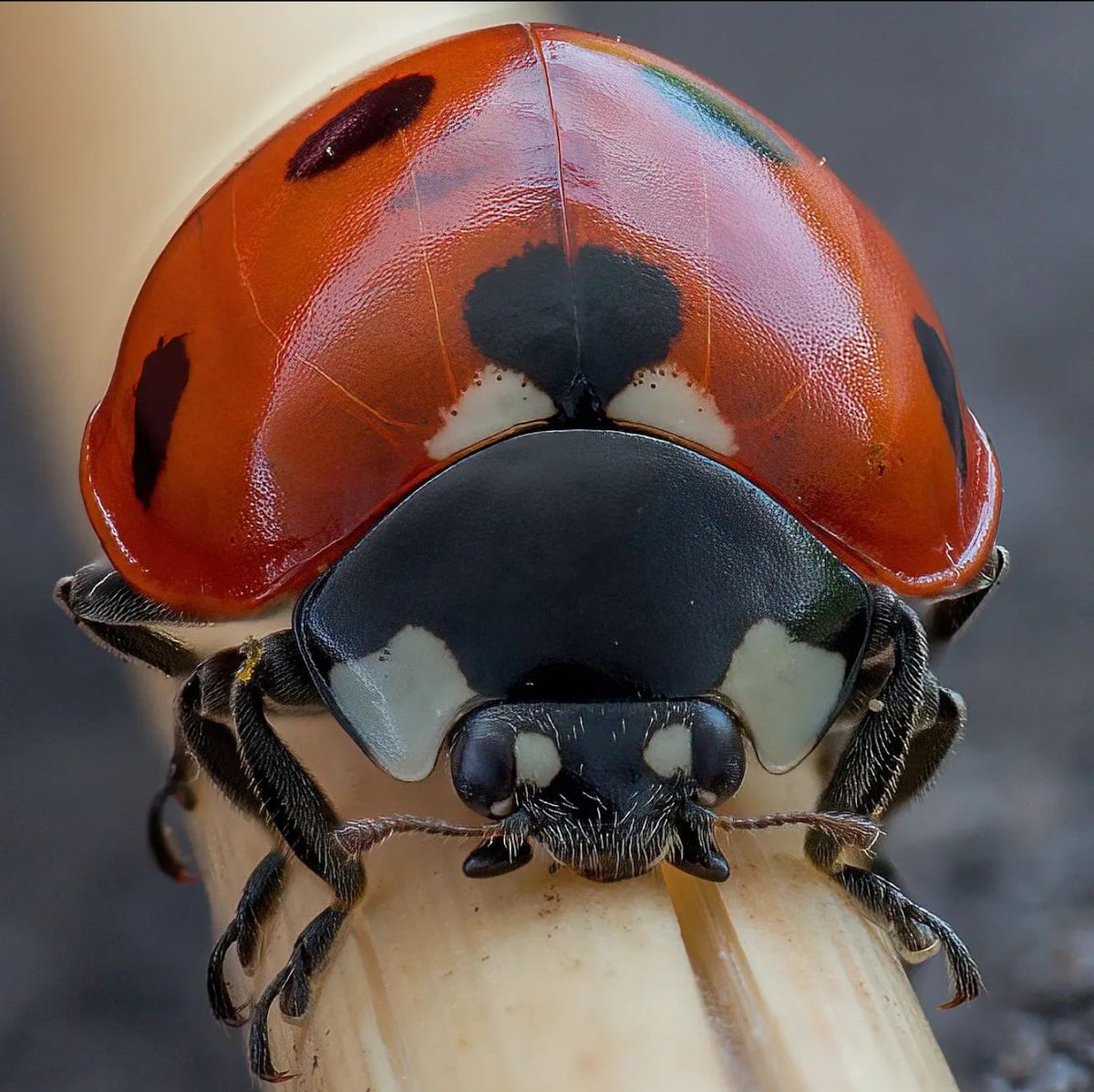 davidha60766557's tweet image. Ladybird stack 46 images, on #omsolutions #Scotland #Glasgow #macrophotography #ladybird #photographer #insect #thursdayvibes #ThursdayThoughts 

Follow @ Instagram.com/weemadbeasties