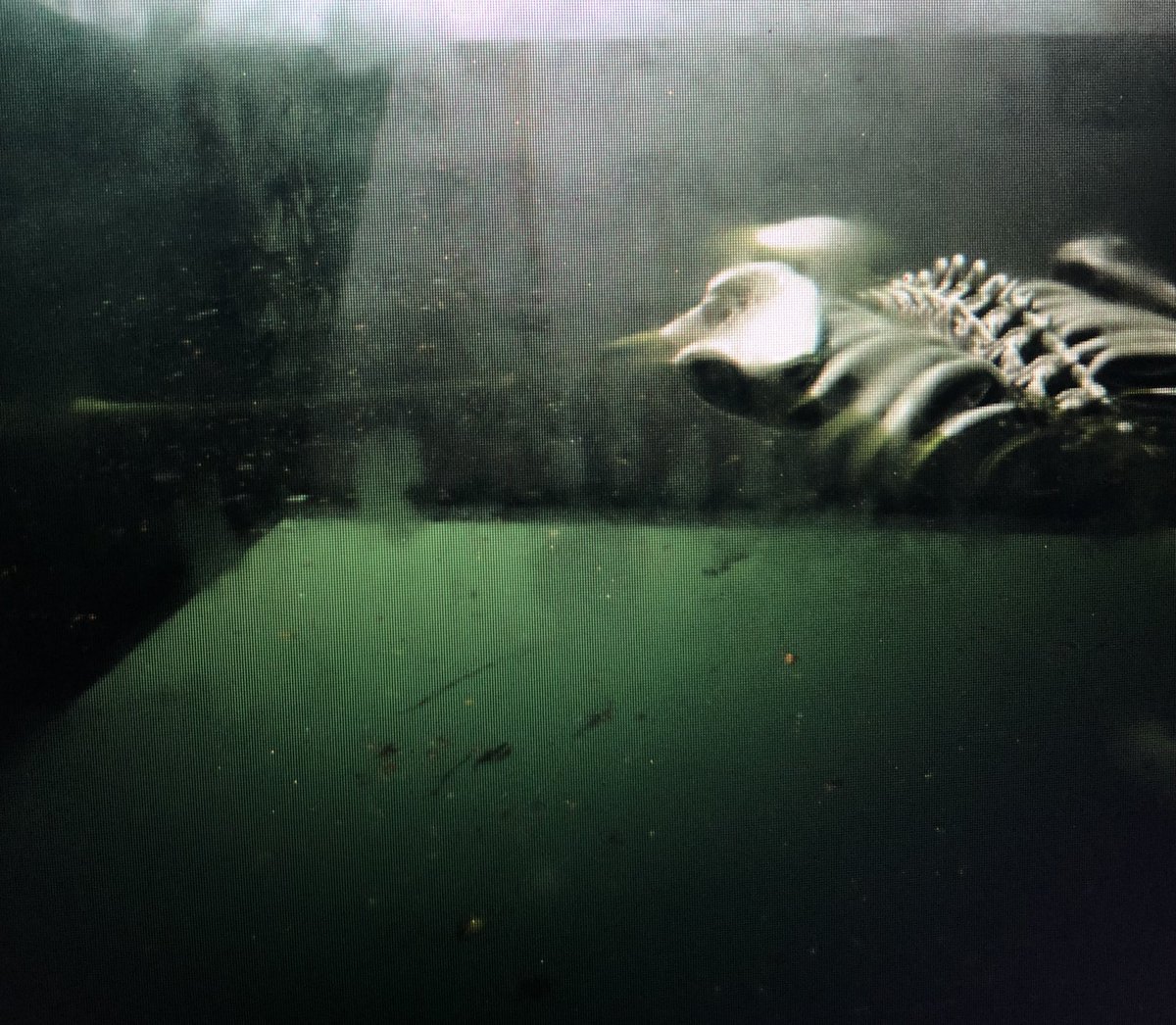 UNDEADDEATHS (@undeaddeaths) on Twitter photo 