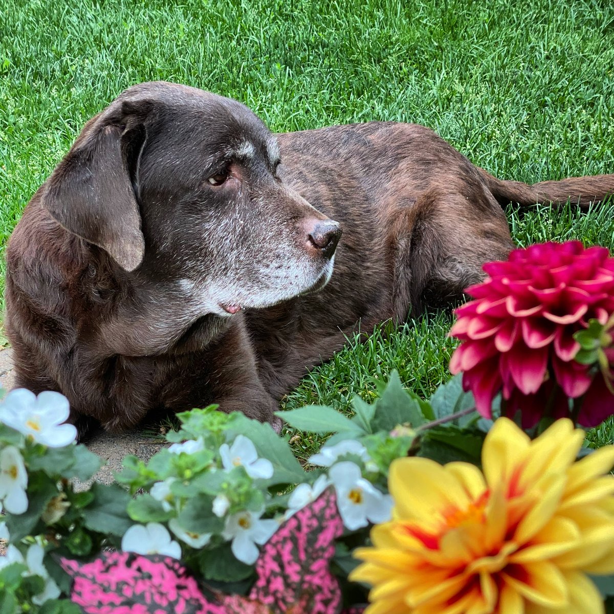 diplomat_dog's tweet photo. I loved #floofs. There are so many to trample here. I don't think dad would mind me running through them. #RIPColt https://t.co/RxWegcOru5