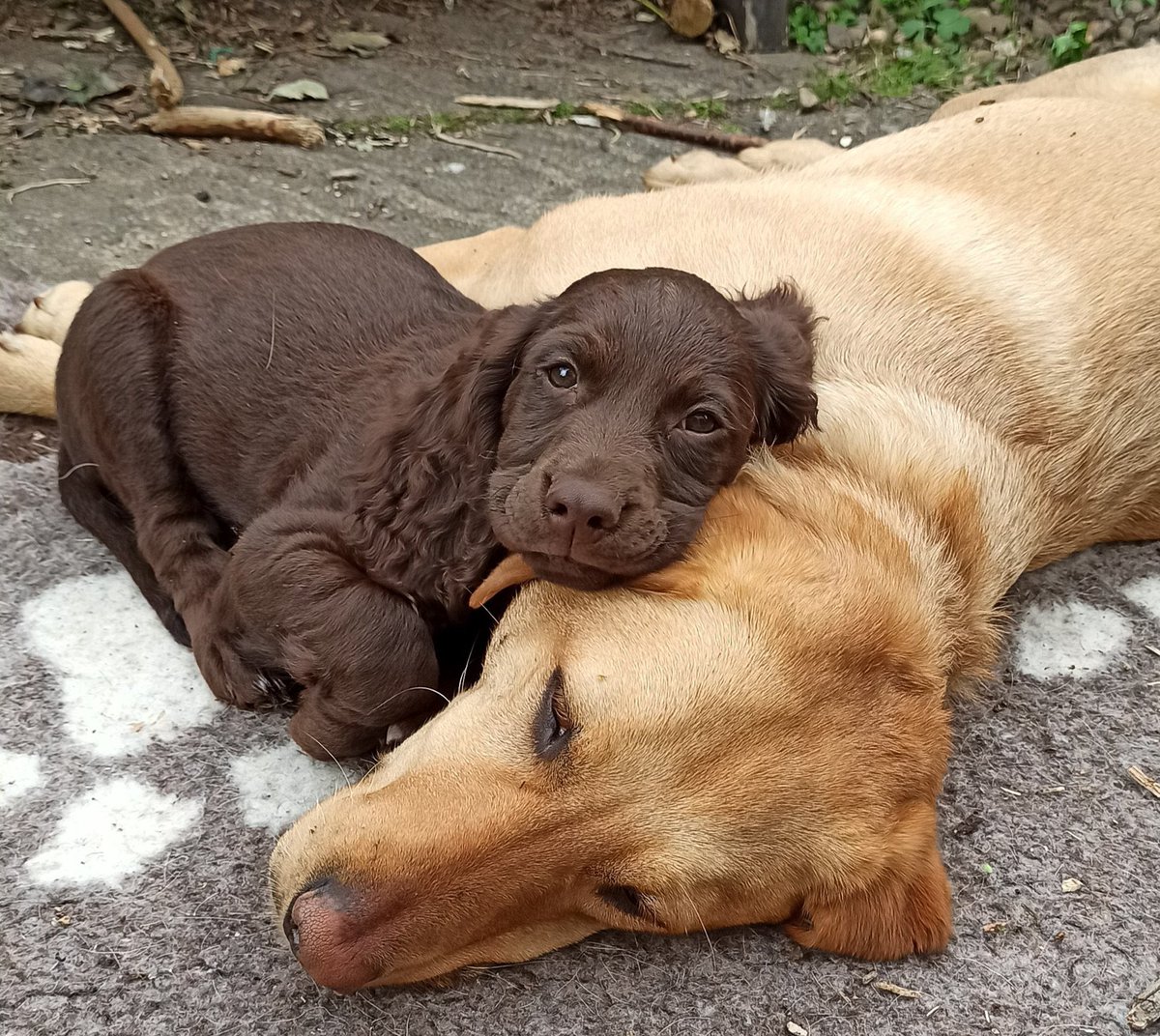#ThrowbackThursday to one of my first naps with big auntie Barley! She is the comfiest pillow 🥰🐶🐶🥰 #dogsoftwitter #dogs #puppy