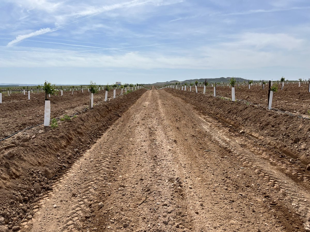 AlbertoVimar's tweet photo. Perfilando caballones y calles en #Aragón para futura cosecha #Almendra suelo tipo #California con #AlmoliveAgroservices #Vimarequiposcom https://t.co/Z8JDV5zz3L