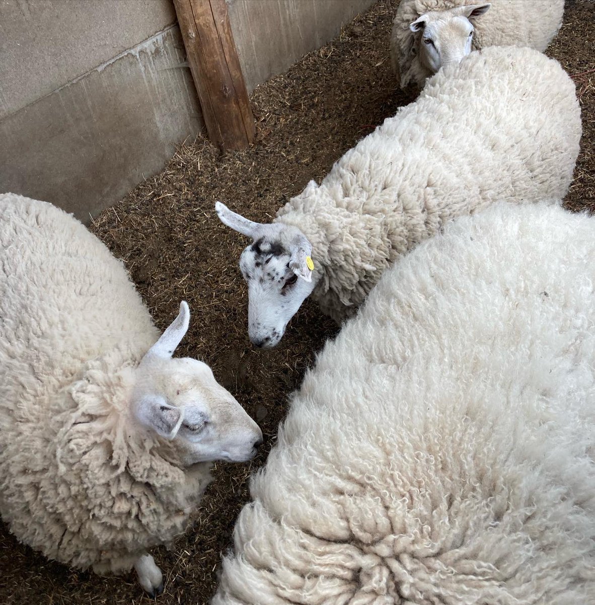 That time of the year again! 🐑🐑 #sheep #sheepshearing #nature #wildlife #naturephotography #wildlifephotography #texel #holiday #spring #may #marshlandslakesidenatureretreat