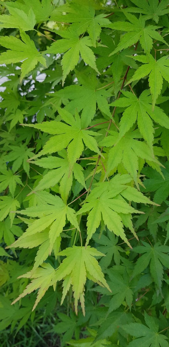 flower_time7's tweet photo. Acer palmatum 'Going Green' Japaninvaahtera🌿
#acerpalmatum #gardeningtwitter #nature #fotografía #flower https://t.co/VqHeILKD6n