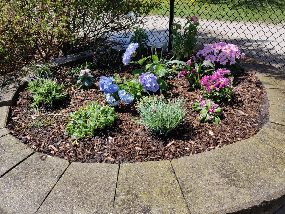 Today our <a href="/StBernardDPCDSB/">St. Bernard of Clairvaux</a> Eco Team spent time planting in the peace garden! Thank you grade 2 families for donating beautiful flowers that will bloom year after year! 🌷