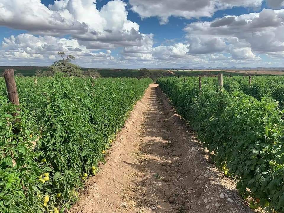 Focus in the whole value chain. 

📷 ZZ2 tomato farm in SA