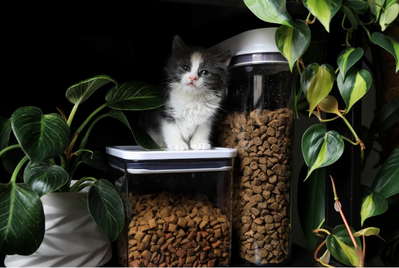 OXO's tweet photo. Introducing Pet POP Containers, our most-loved containers are now perfect for pets. These airtight containers keep food and treats fresh, because your furry friends deserve the best. https://t.co/ljuvbeBOdE