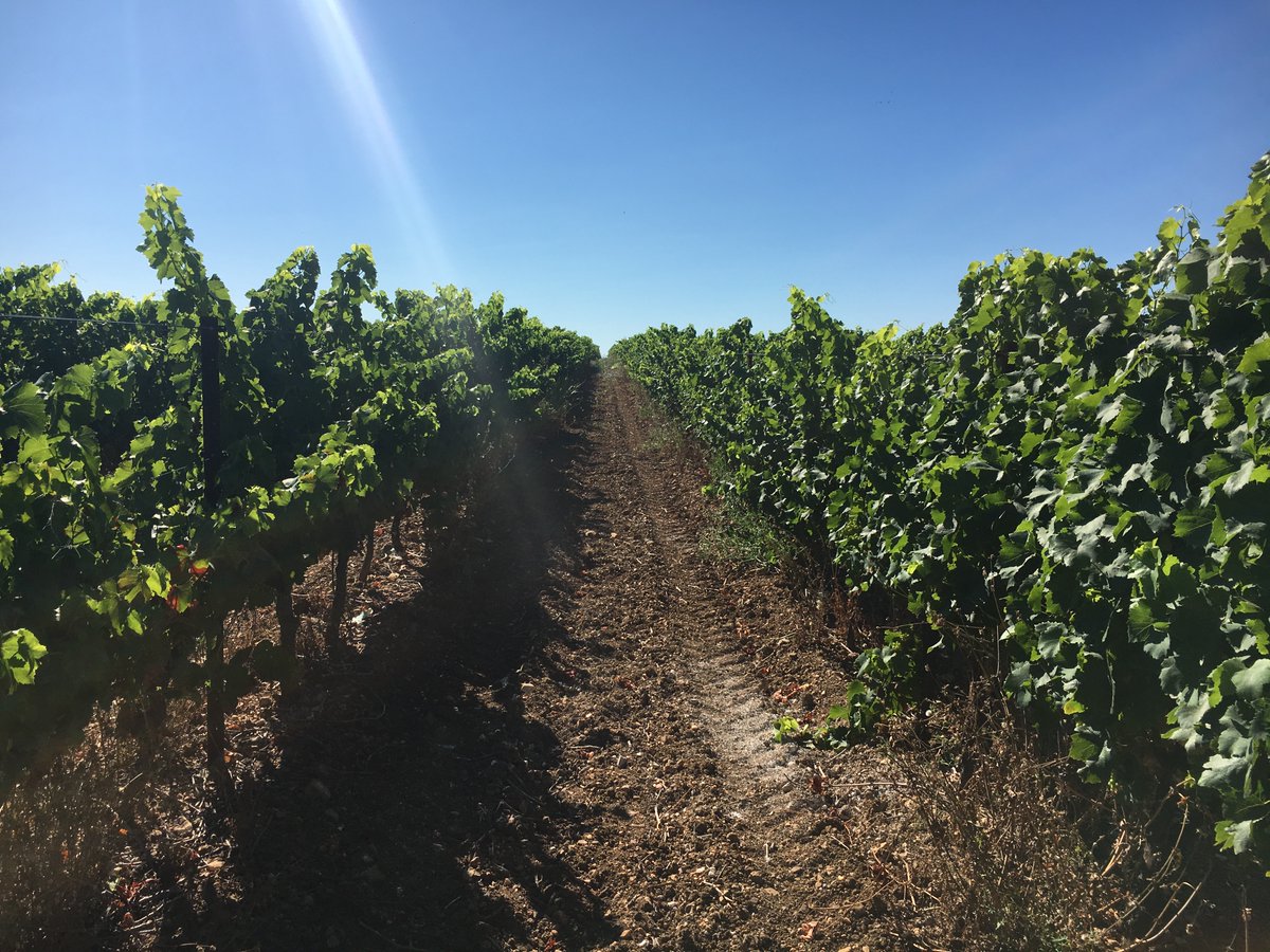 sesoil's tweet photo. Join us for our next meeting 'Climate change and land use in the UK, and the growth of Viticulture' @gusbourne. Speakers include @Soil_Science Bruce Lascelles, John Boardman @UniofOxford, Flora O'Brien @NIABEMR &amp; Ben Brown @AgriiUK https://t.co/wpB6Z2sBQC https://t.co/QU3rfCEmLz