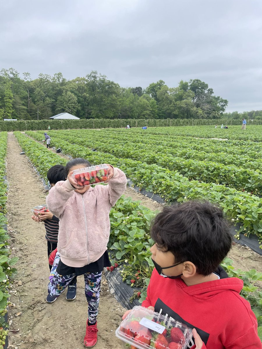 MsMatticks's tweet photo. A very successful trip to the farm with kindergarten this morning! We learned about the life cycle of plants and picked our own strawberries, what a dream! 🍓 https://t.co/1iiAlIyvIK