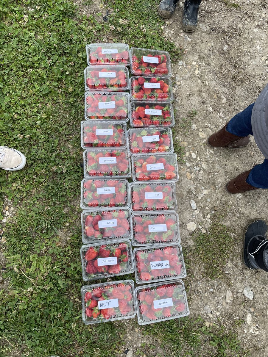 MsMatticks's tweet photo. A very successful trip to the farm with kindergarten this morning! We learned about the life cycle of plants and picked our own strawberries, what a dream! 🍓 https://t.co/1iiAlIyvIK
