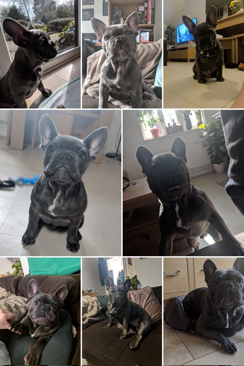 AshAPCustoms's tweet image. This little pig ❤️

#frenchbulldog