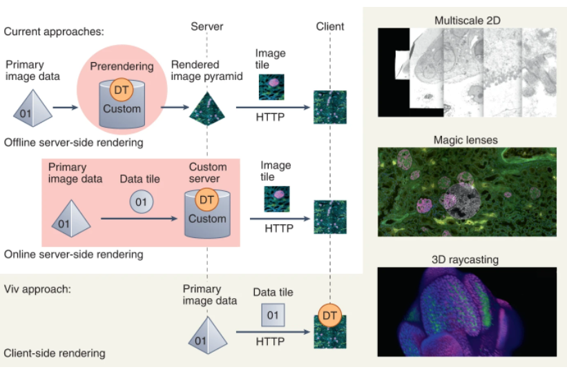 naturemethods's tweet photo. Thrilled to announce Viv, a tool for multiscale visualization of high-resolution multiplexed bioimaging data on the web! @ngehlenborg @JeffSpraggins https://t.co/XyHuzxk88r https://t.co/cwgy6MlnTC