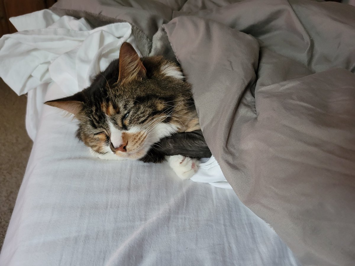 FlixenFox's tweet photo. @Alpharad Sleepy https://t.co/D9qNwPOsO9